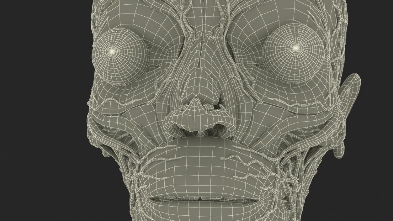 3D Man Head Anatomy