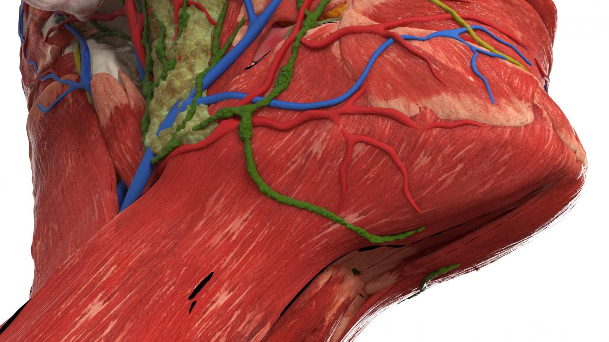 3D Man Head Anatomy