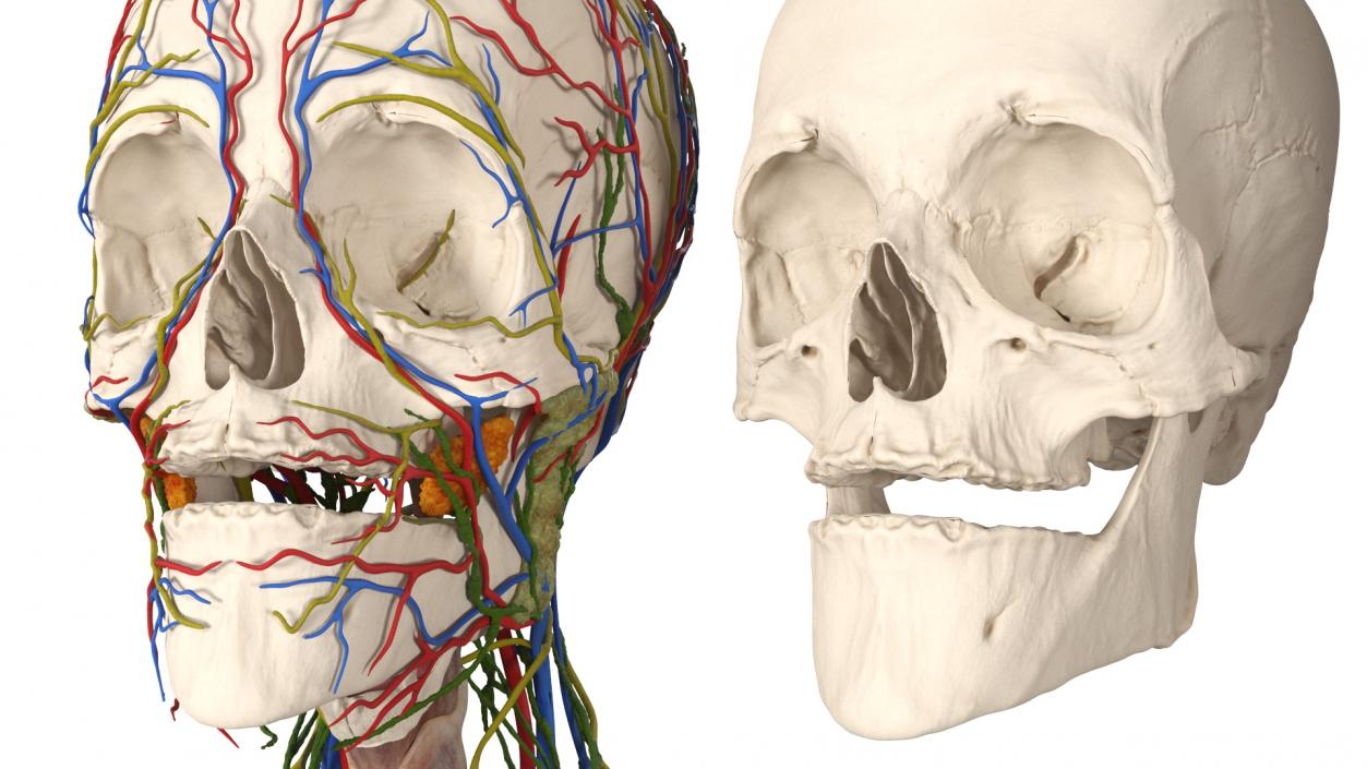 3D Man Head Anatomy