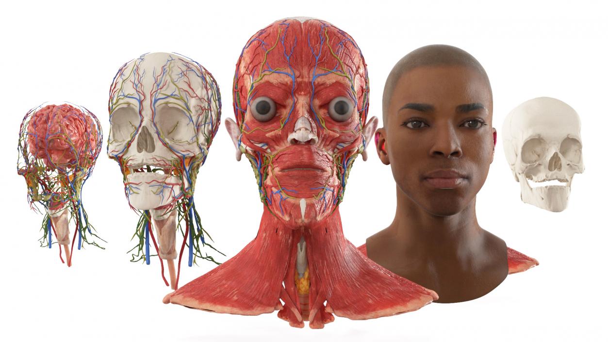 3D Man Head Anatomy