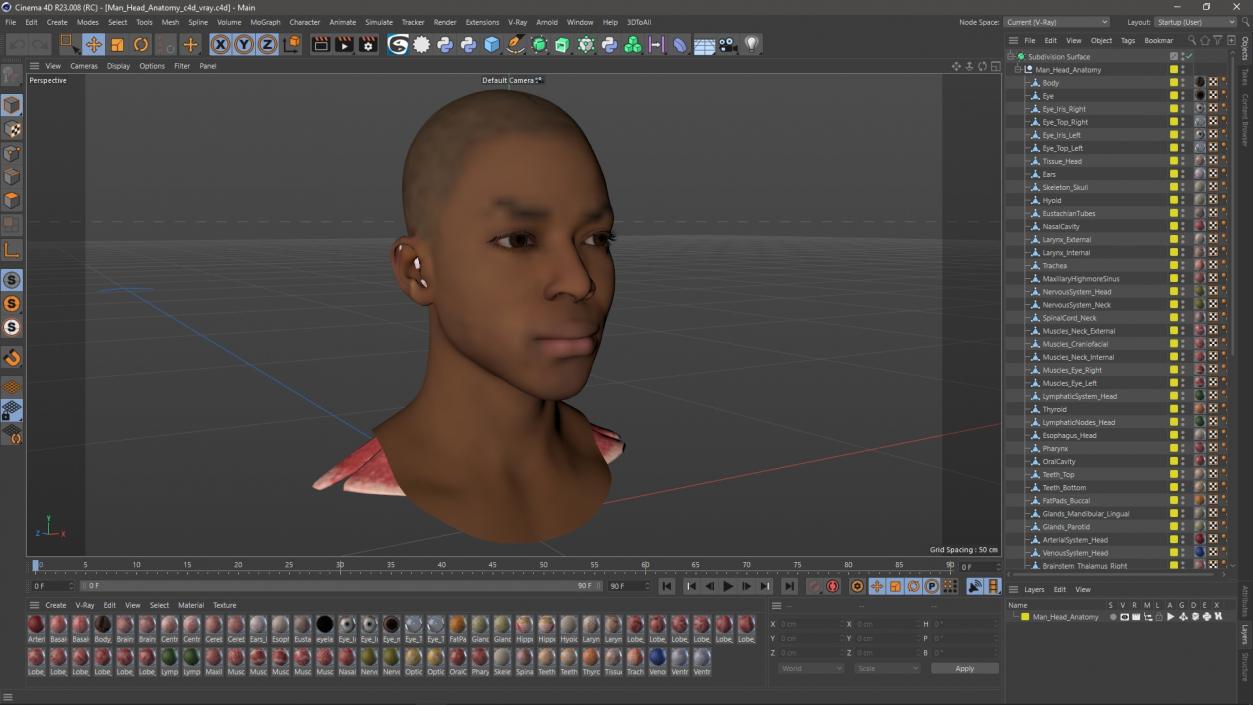 3D Man Head Anatomy