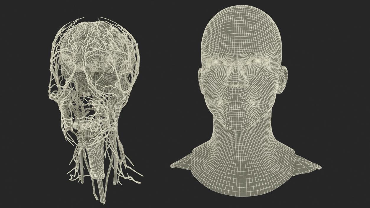 3D Man Head Anatomy