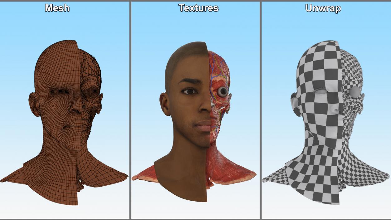 3D Man Head Anatomy