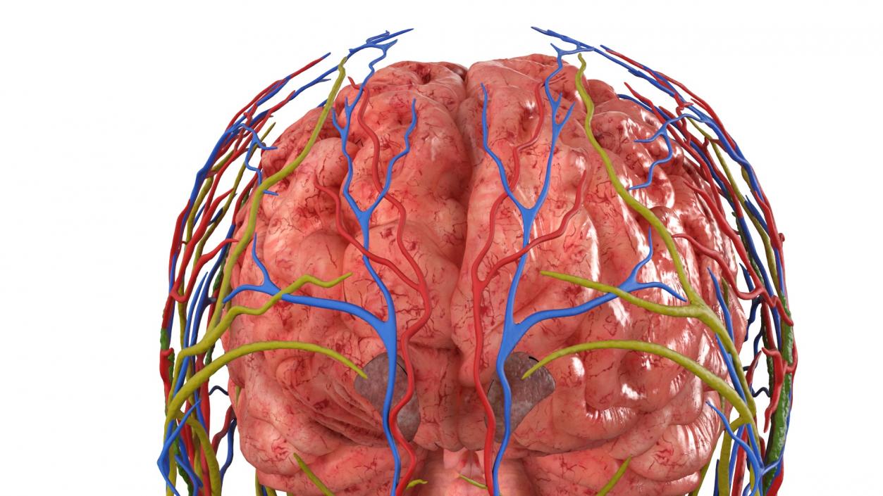 3D Man Head Anatomy