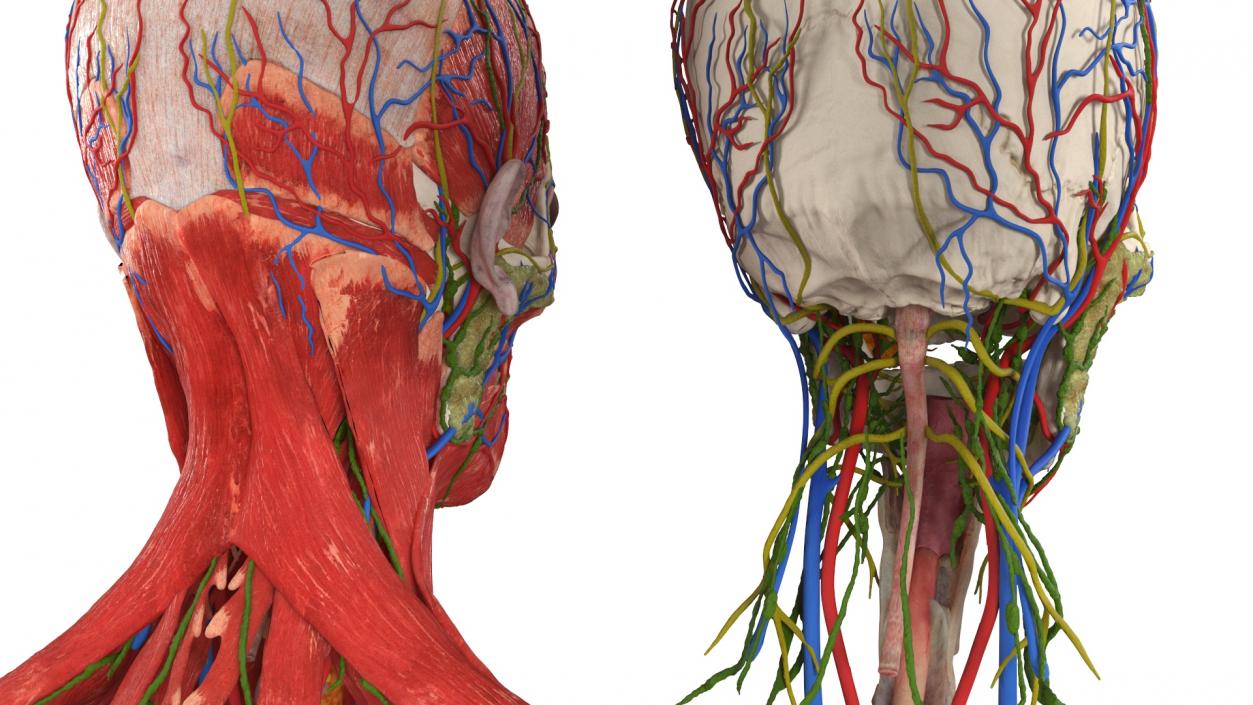 3D Man Head Anatomy