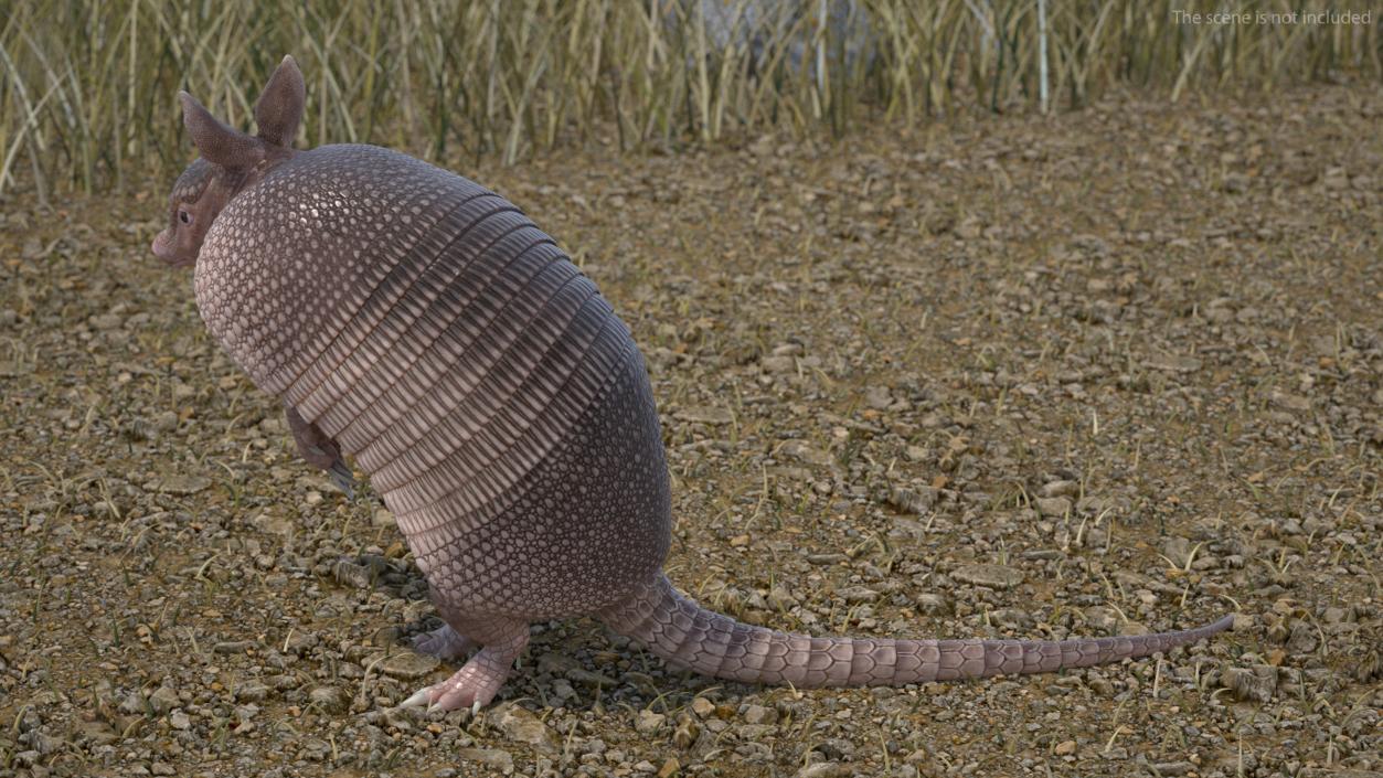 Armadillo in Hind Legs Pose Pink 3D