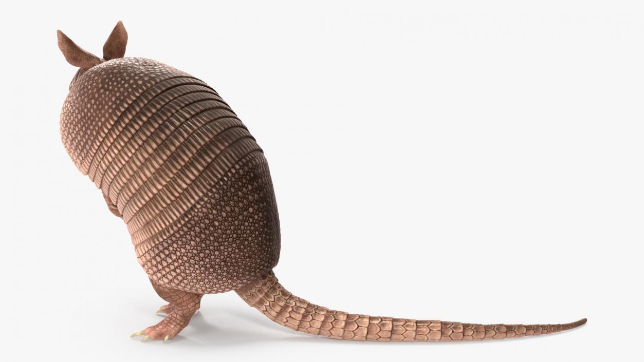 Armadillo in Hind Legs Pose Pink 3D