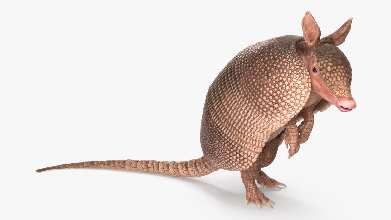 Armadillo in Hind Legs Pose Pink 3D