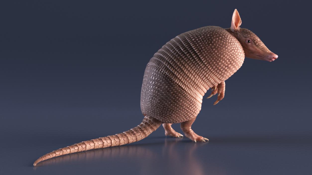 Armadillo in Hind Legs Pose Pink 3D