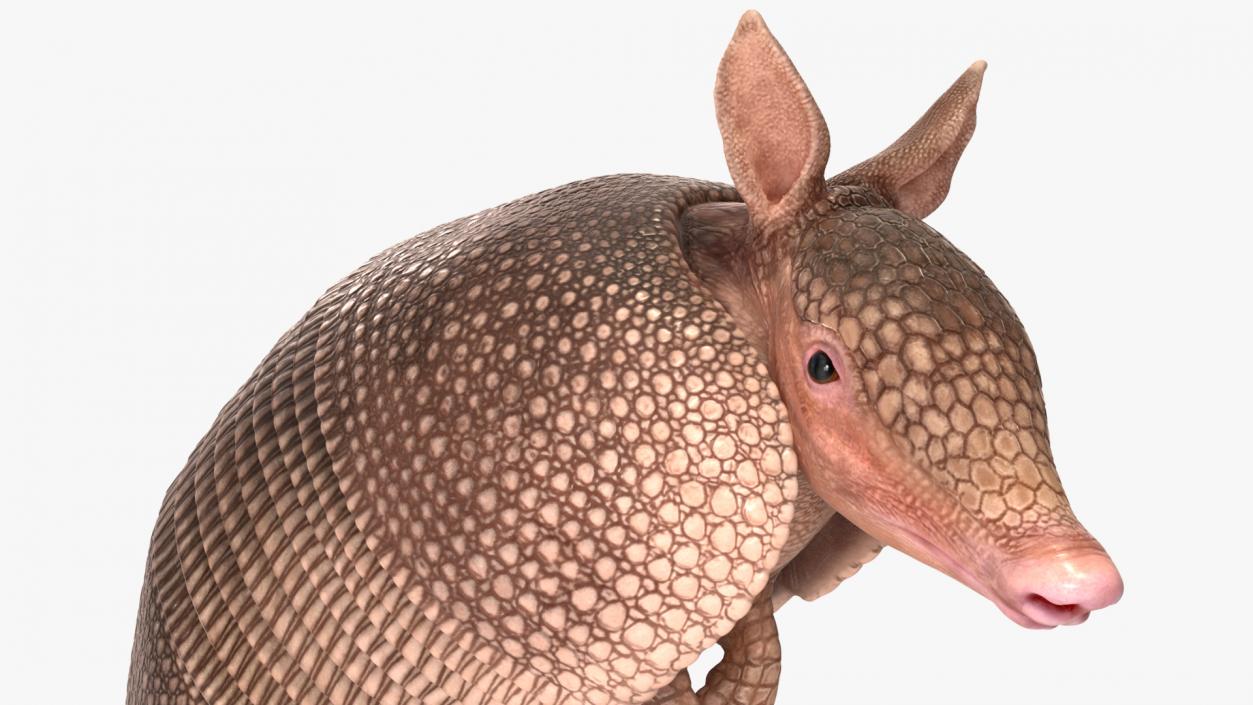 Armadillo in Hind Legs Pose Pink 3D