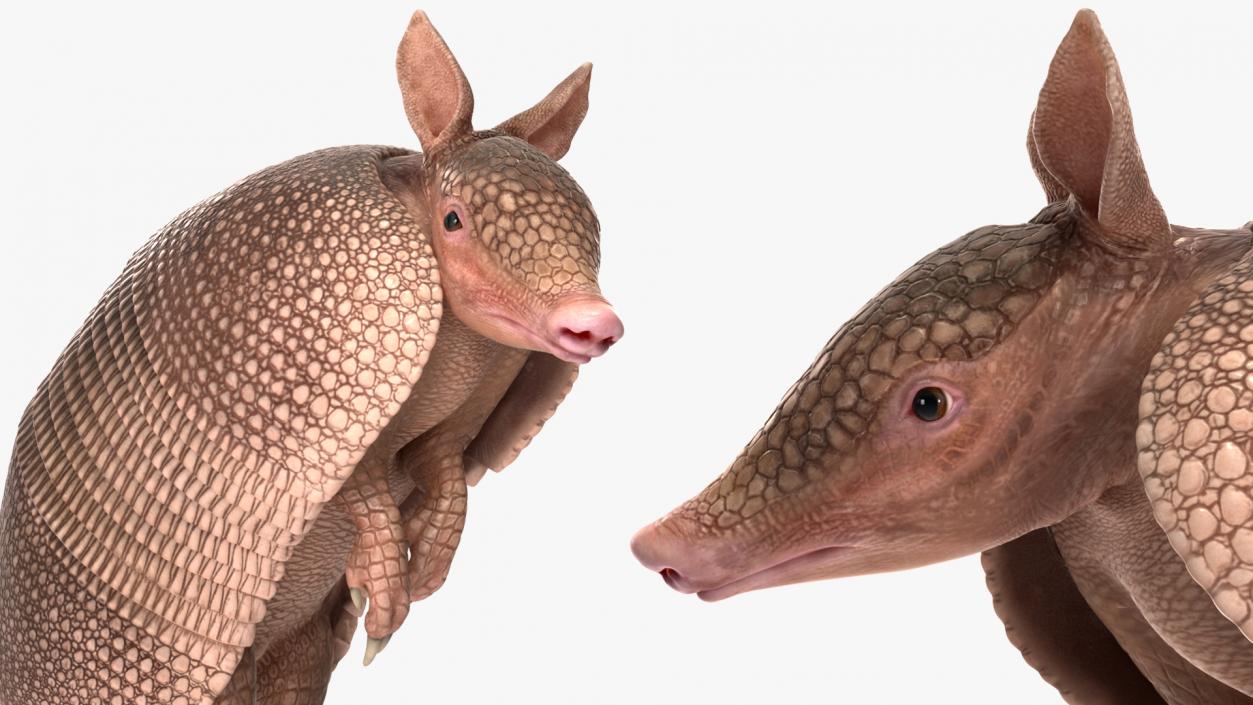 Armadillo in Hind Legs Pose Pink 3D