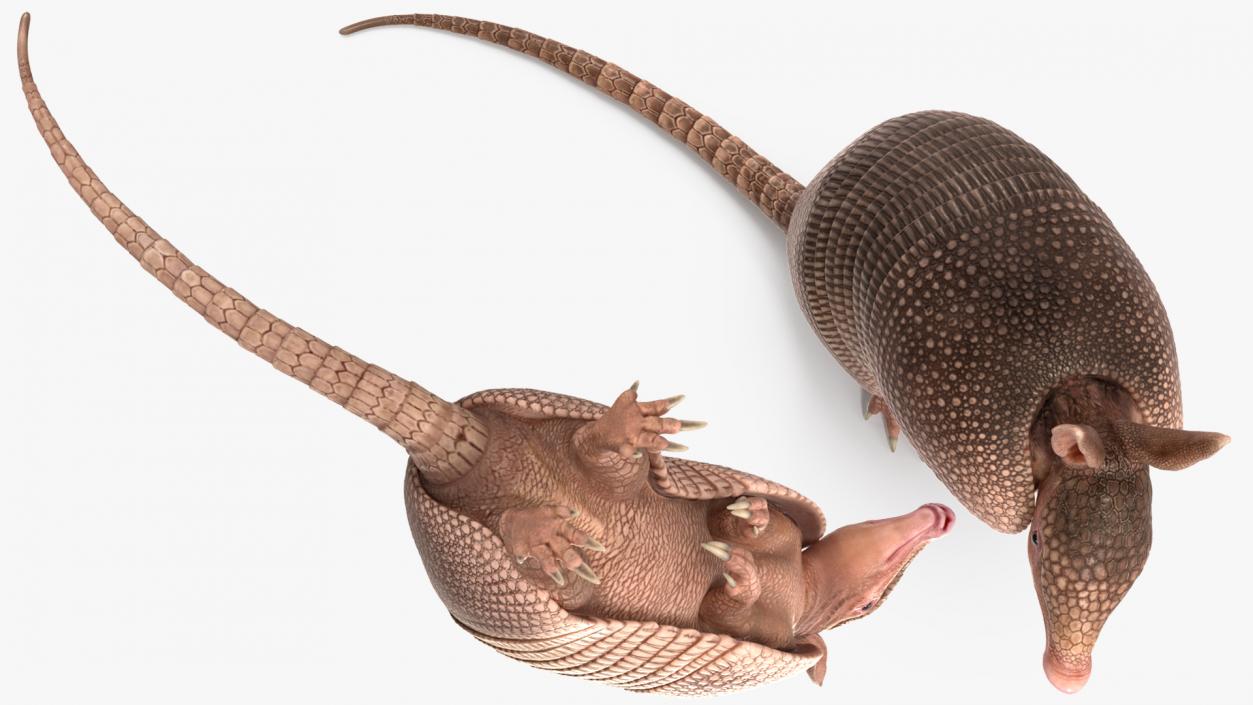 Armadillo in Hind Legs Pose Pink 3D