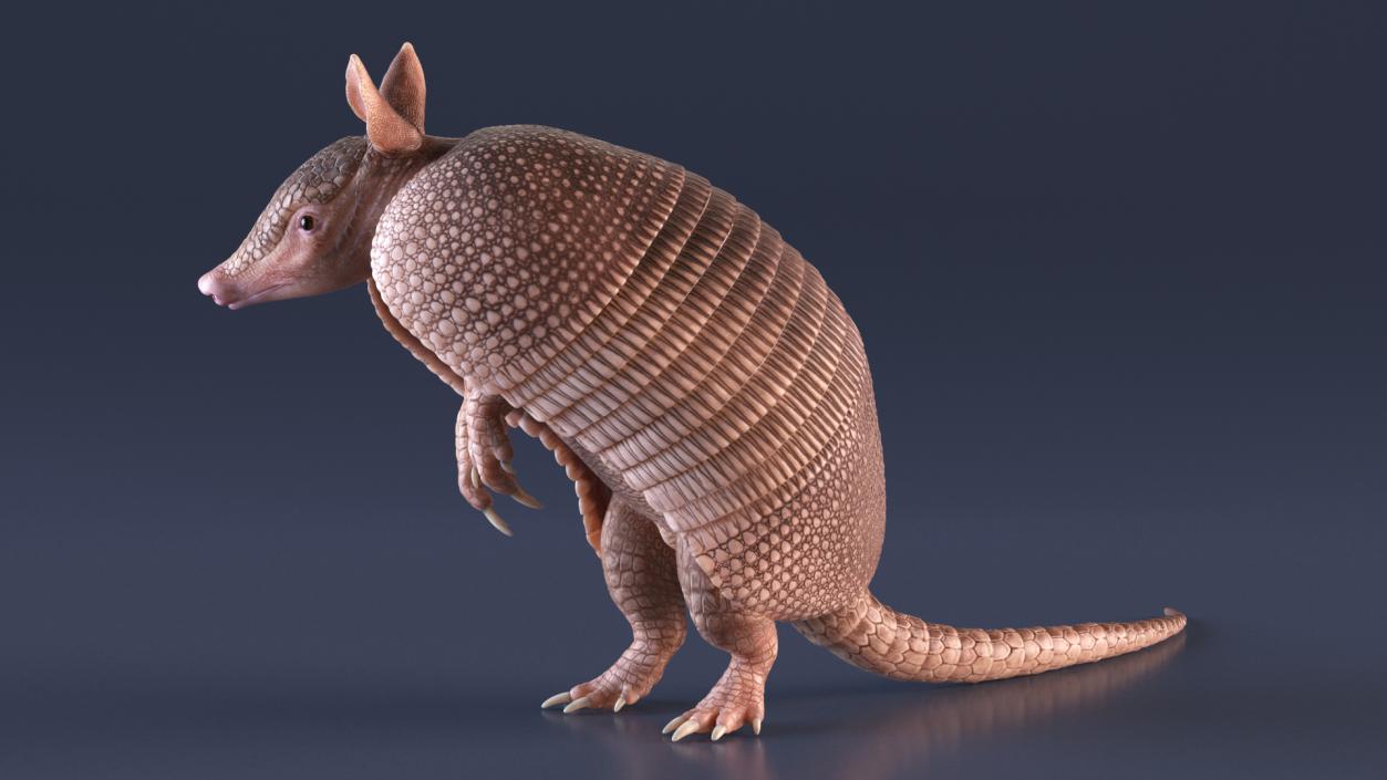 Armadillo in Hind Legs Pose Pink 3D