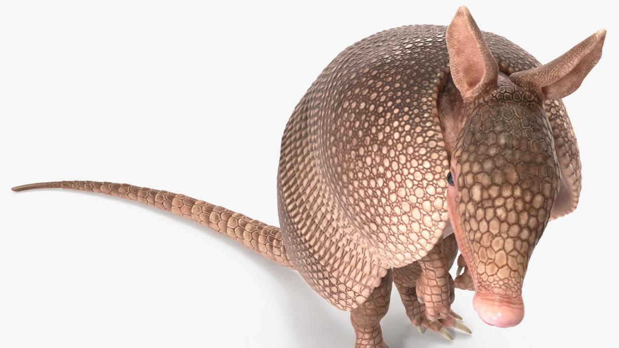 Armadillo in Hind Legs Pose Pink 3D