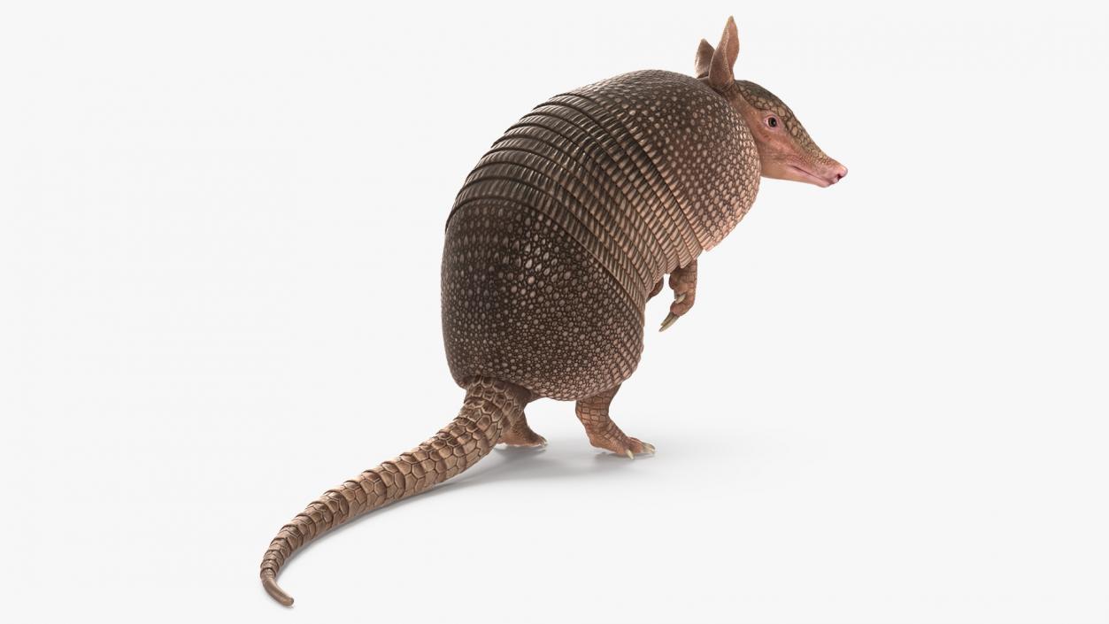 Armadillo in Hind Legs Pose Pink 3D