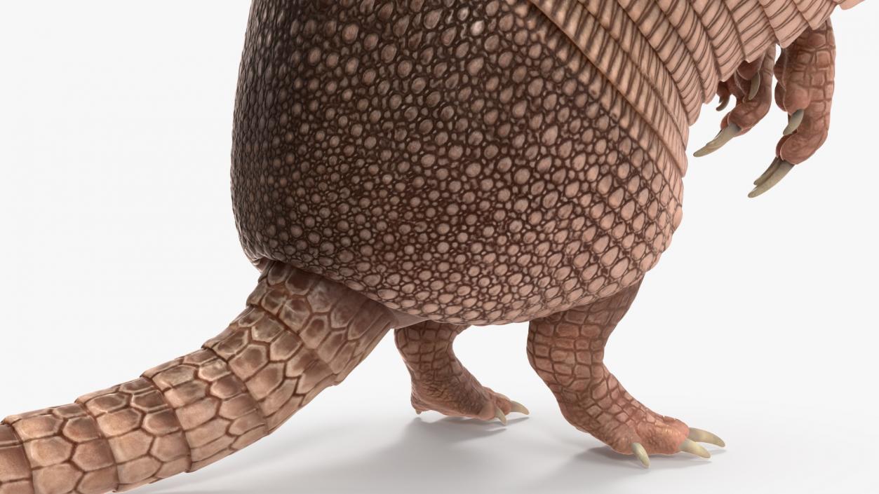 Armadillo in Hind Legs Pose Pink 3D