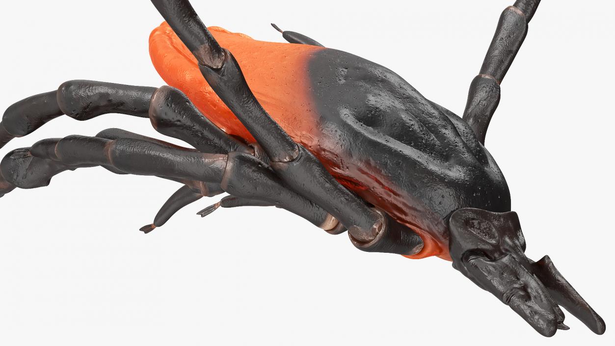 Tick Bite Pose 3D model