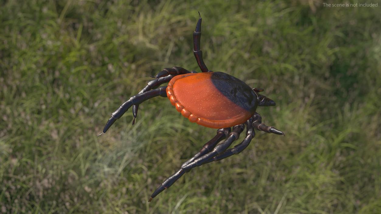 Tick Bite Pose 3D model