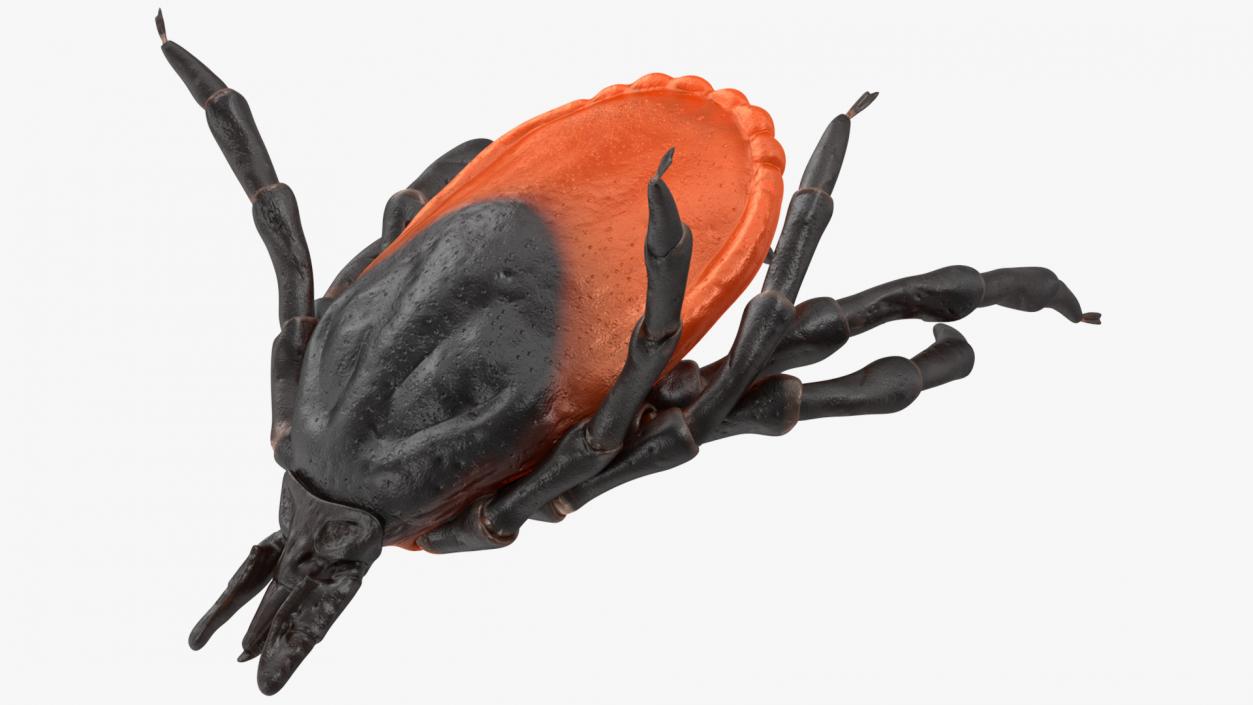 Tick Bite Pose 3D model