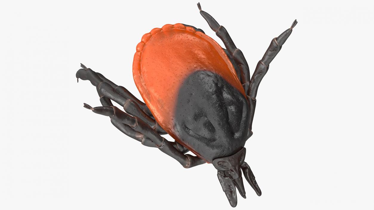 Tick Bite Pose 3D model