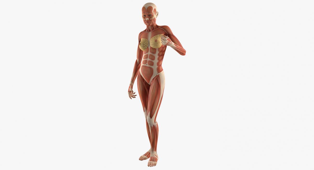 3D Female Human Muscles Anatomy model