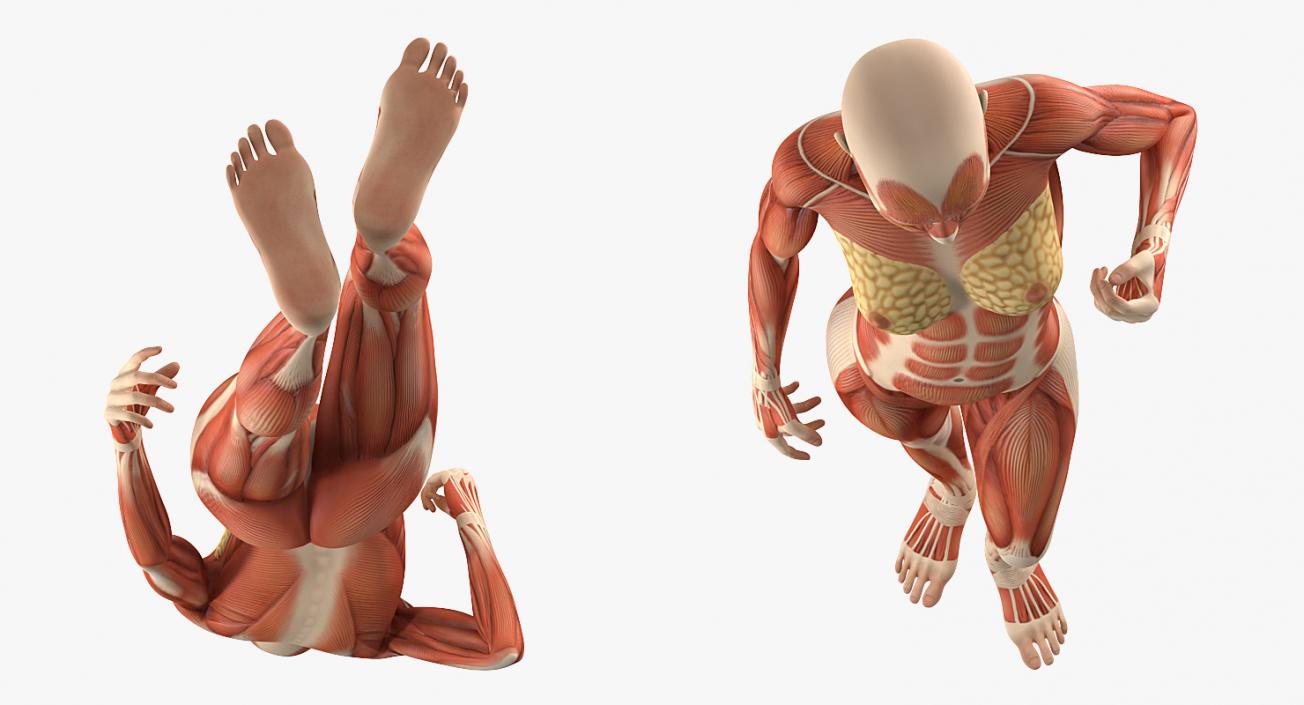 3D Female Human Muscles Anatomy model