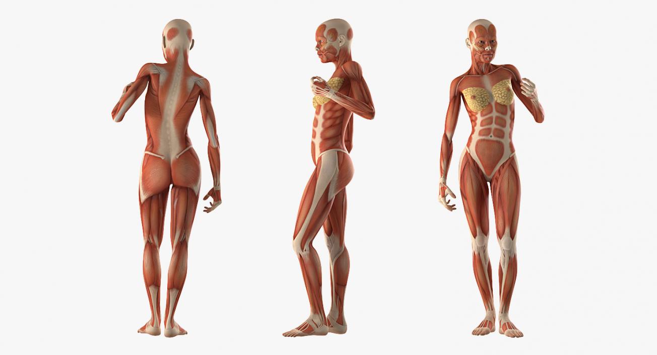 3D Female Human Muscles Anatomy model