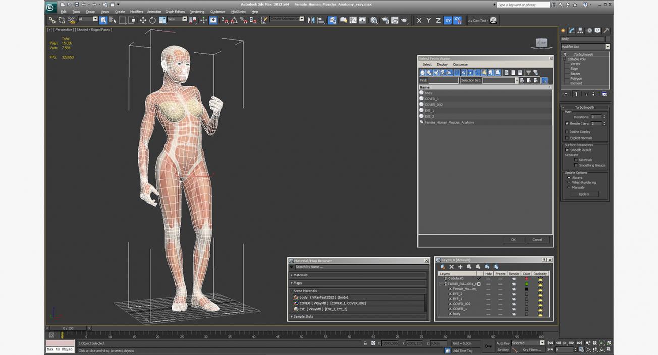 3D Female Human Muscles Anatomy model