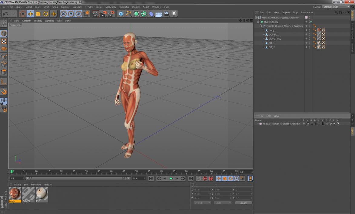 3D Female Human Muscles Anatomy model