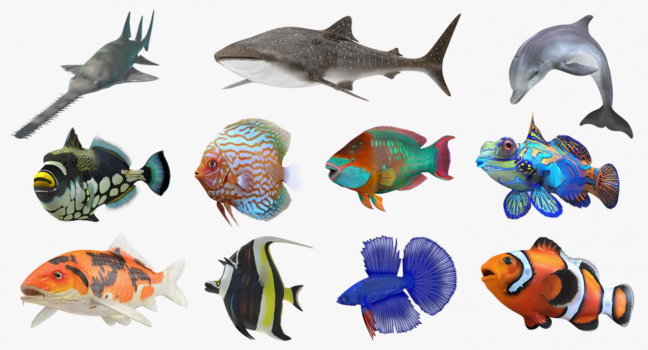 Fishes Collection 5 3D model