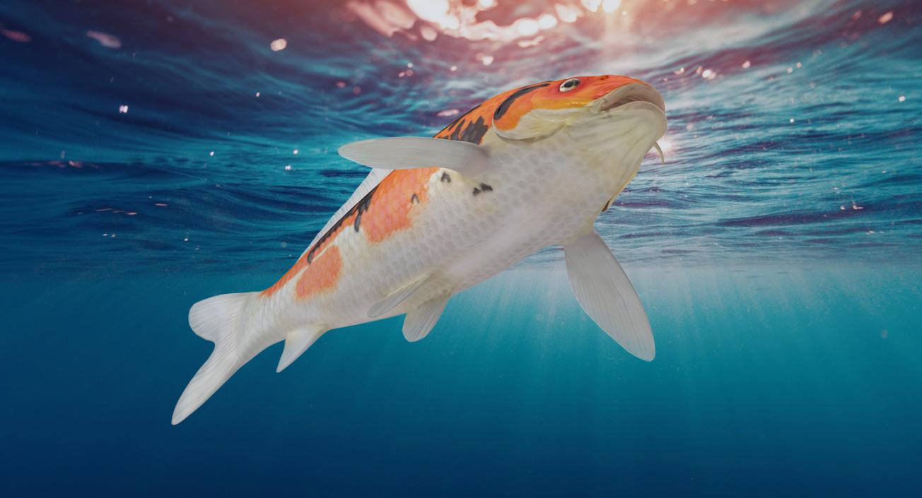 Fishes Collection 5 3D model