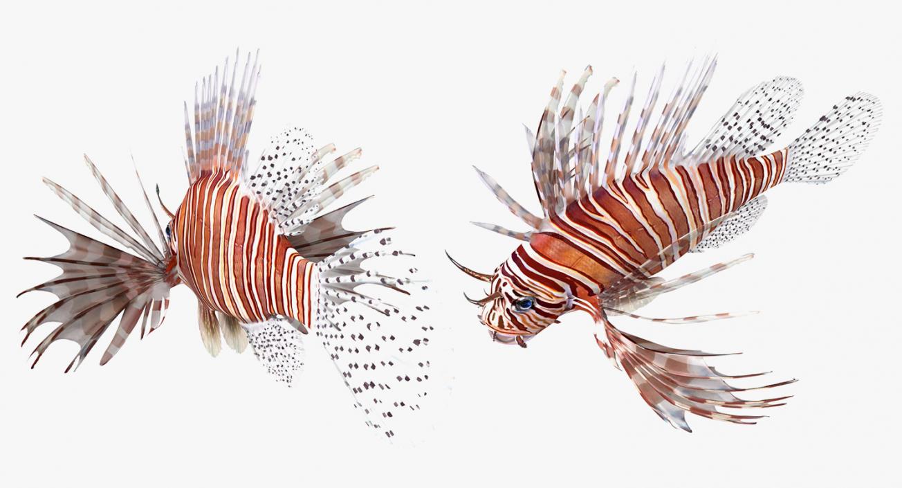 Fishes Collection 5 3D model