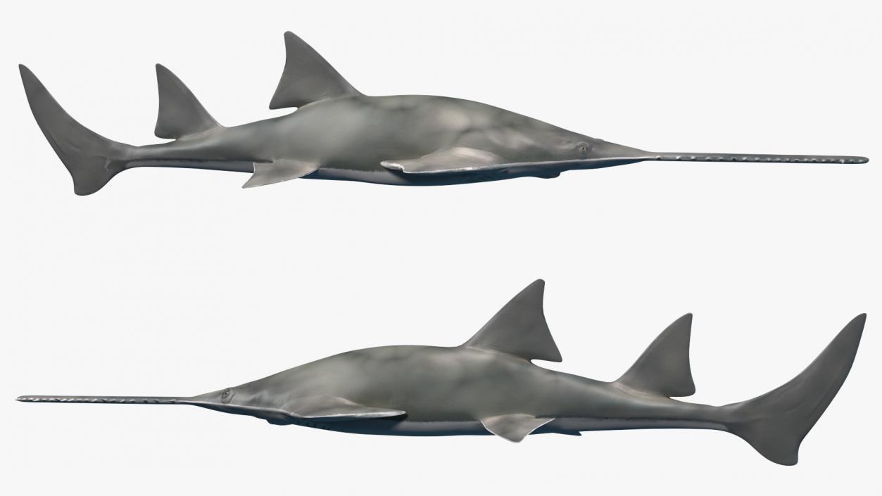 Fishes Collection 5 3D model