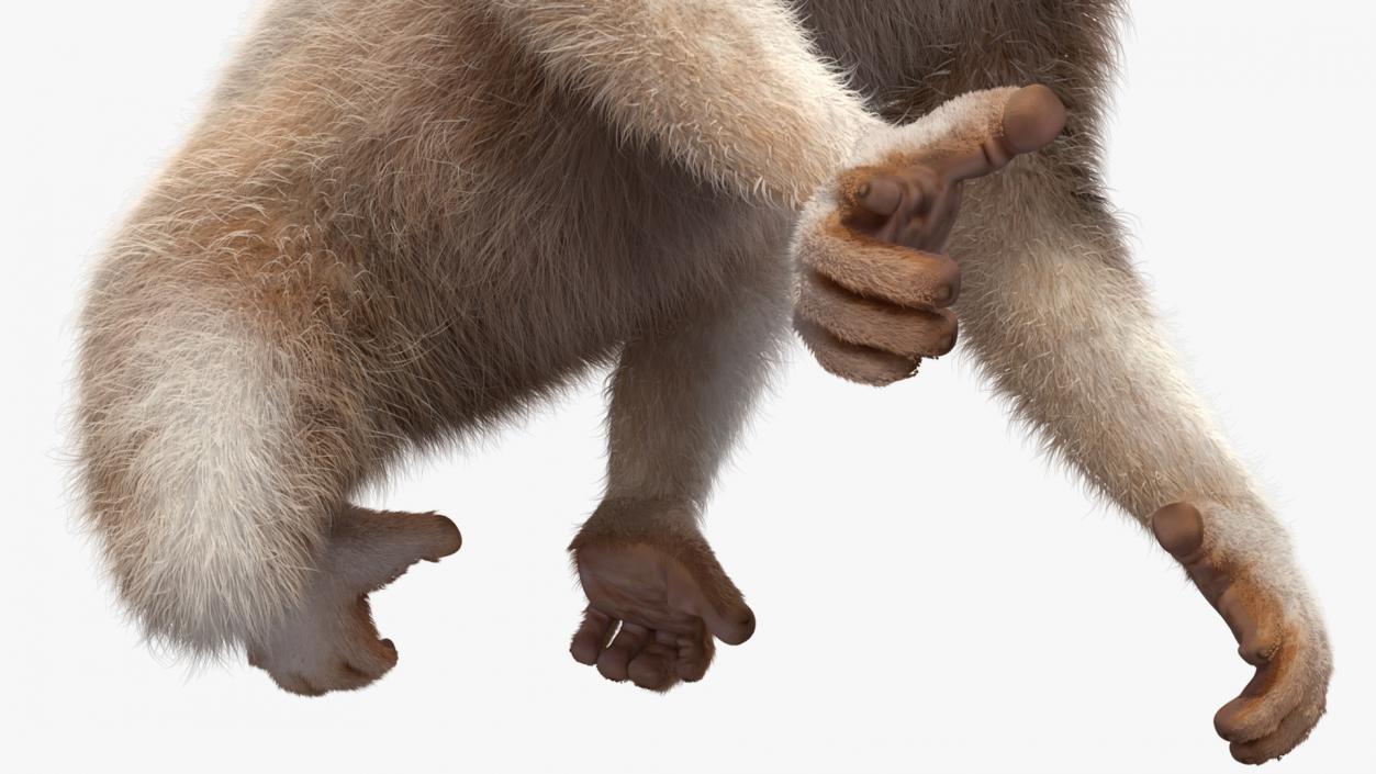 3D Nycticebus Bengalensis Fur