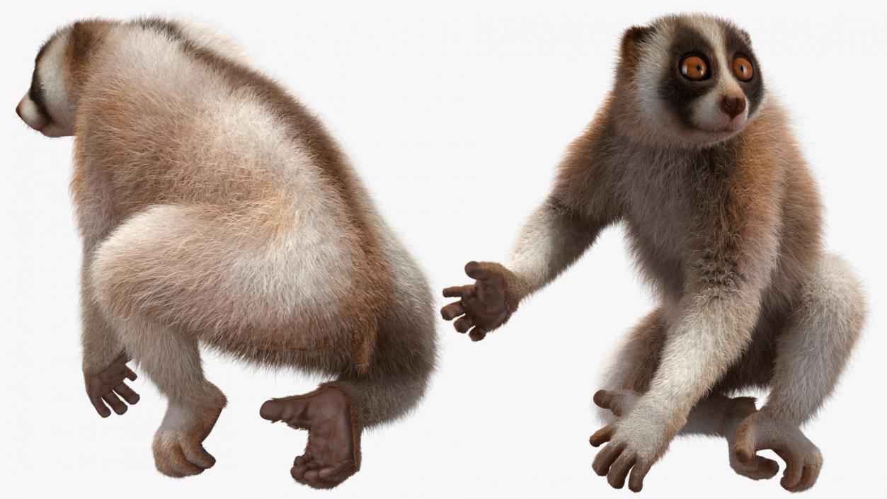 3D Nycticebus Bengalensis Fur