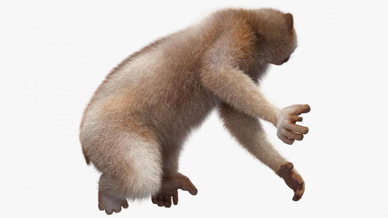 3D Nycticebus Bengalensis Fur