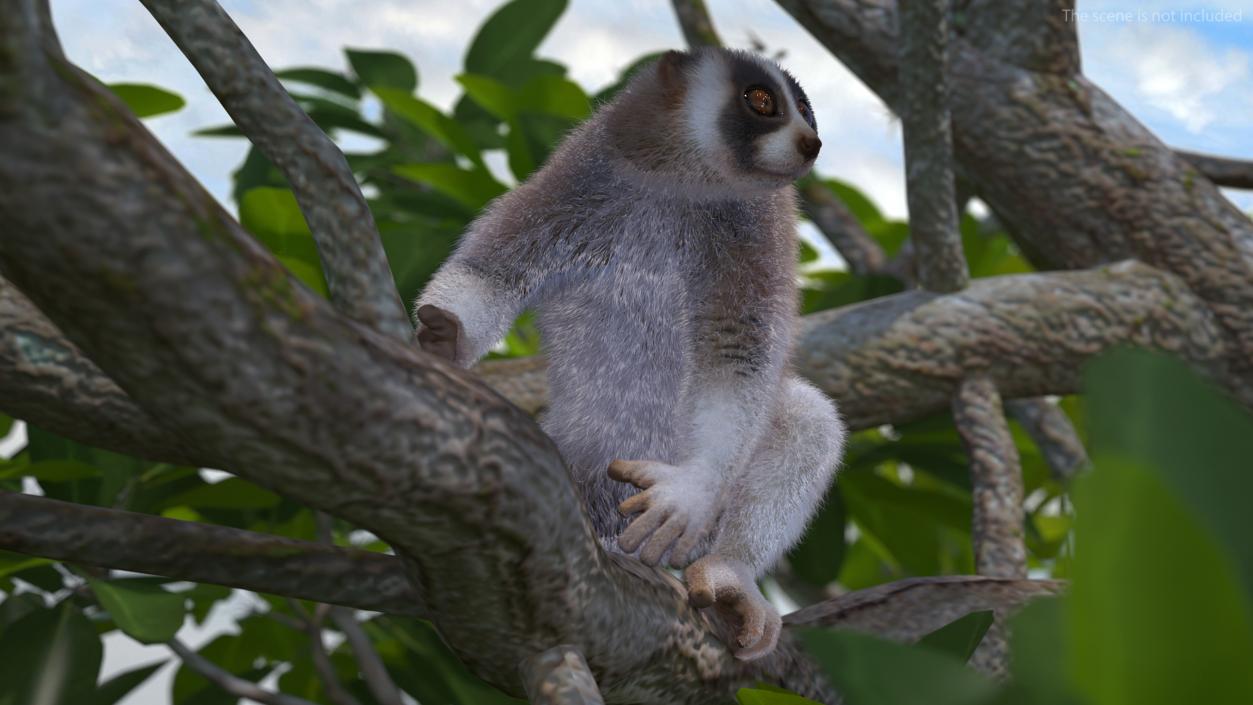 3D Nycticebus Bengalensis Fur