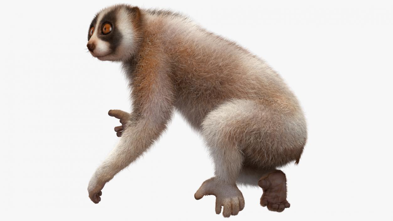 3D Nycticebus Bengalensis Fur