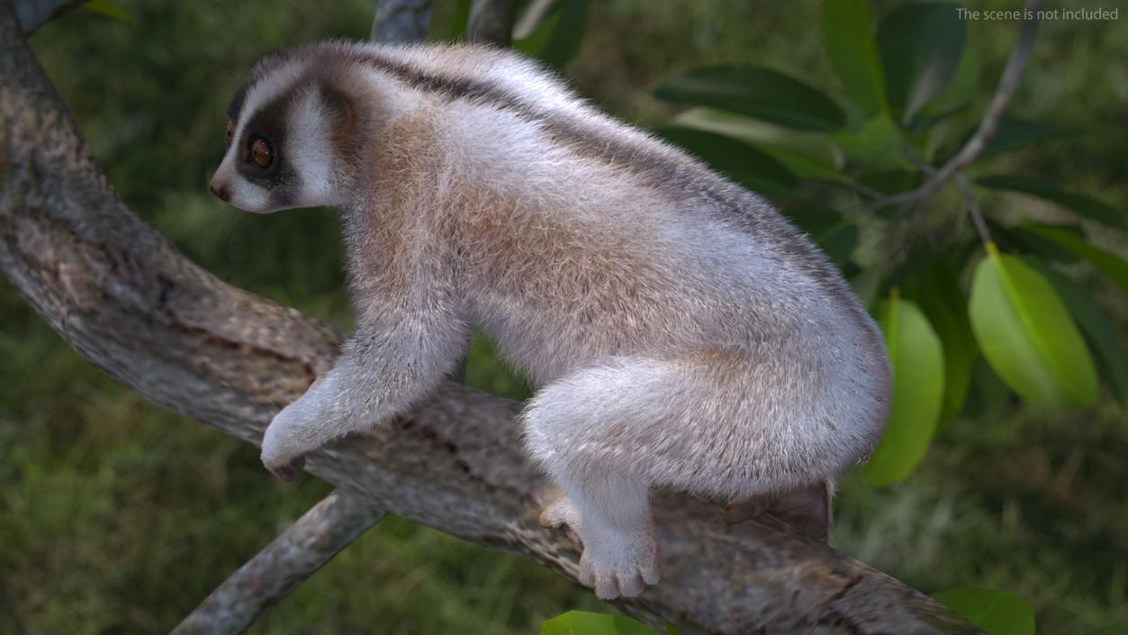 3D Nycticebus Bengalensis Fur