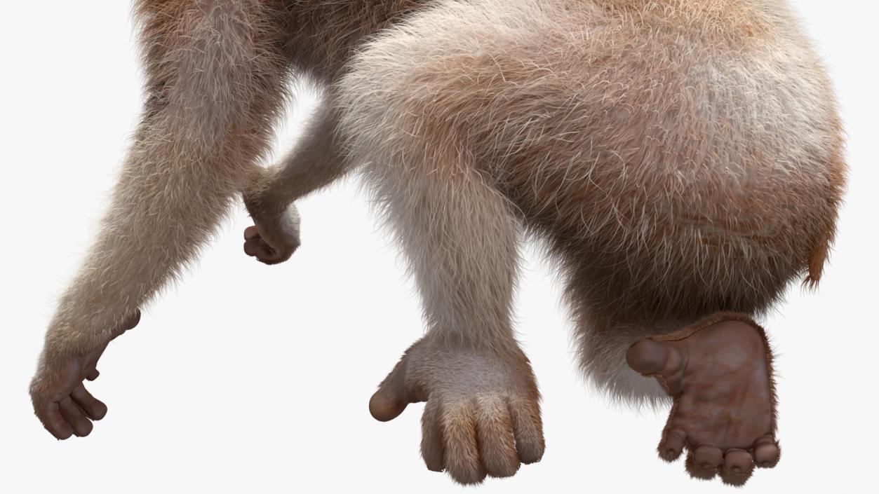 3D Nycticebus Bengalensis Fur