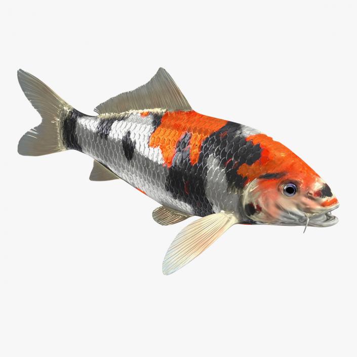 3D Harivake Koi Fish Rigged for Cinema 4D model