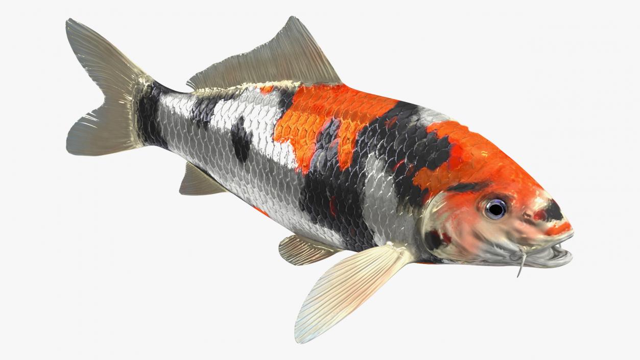 3D Harivake Koi Fish Rigged for Cinema 4D model