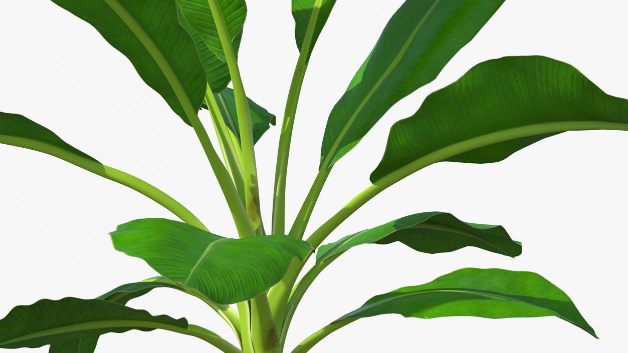 Young Banana Tree 3D