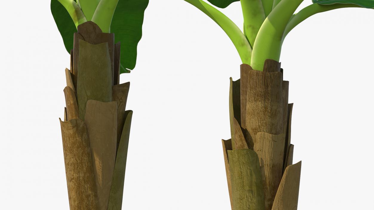 Young Banana Tree 3D