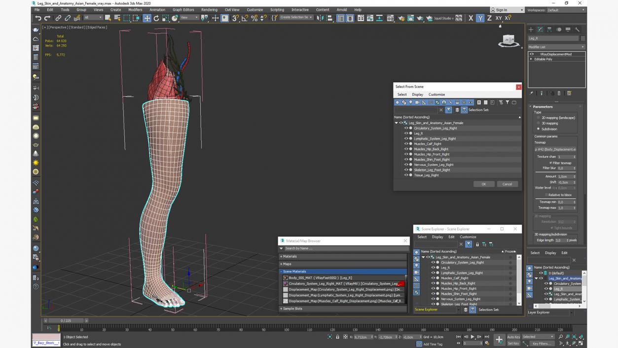 3D Leg Skin and Anatomy Asian Female model