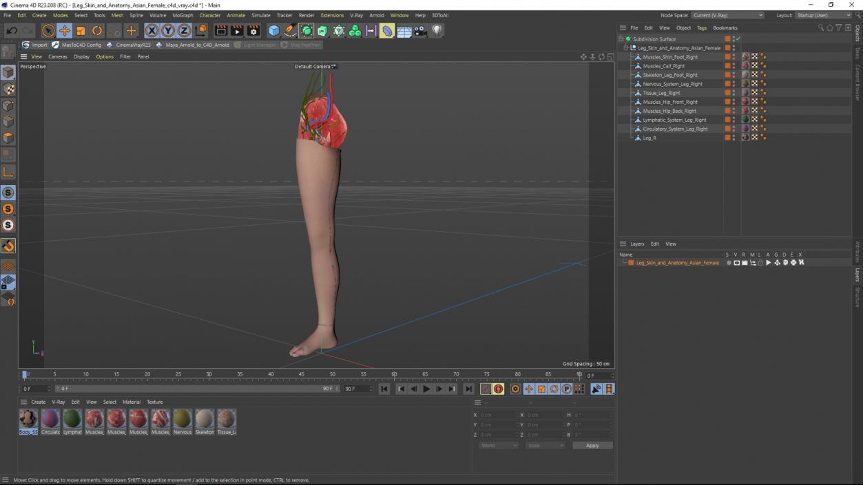 3D Leg Skin and Anatomy Asian Female model