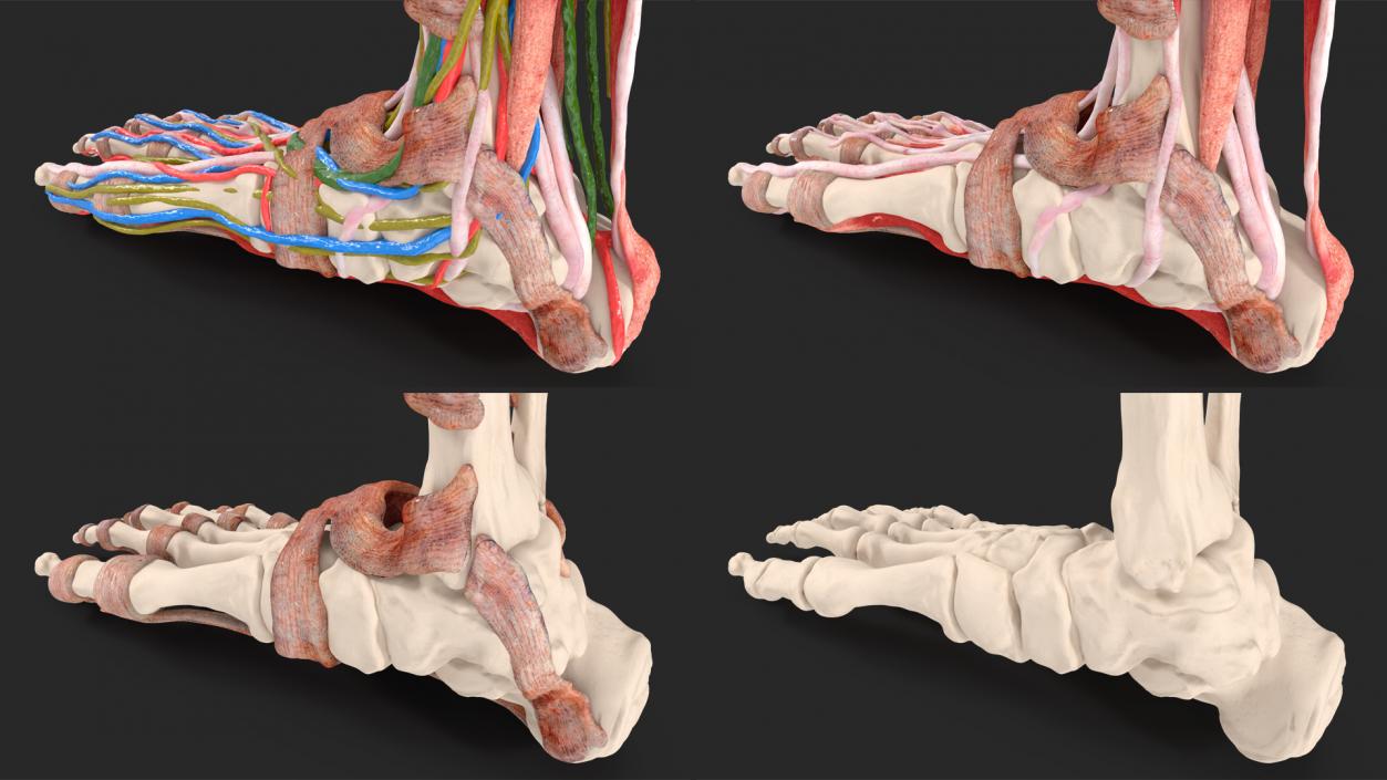 3D Leg Skin and Anatomy Asian Female model