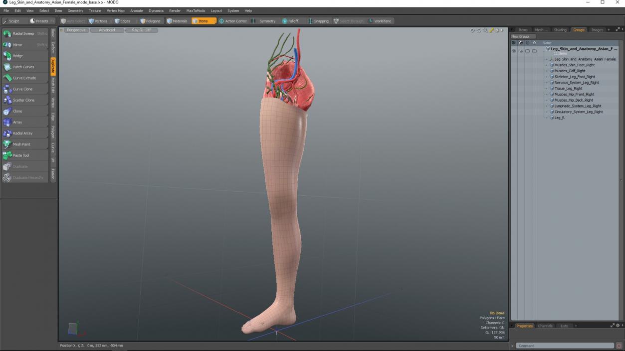 3D Leg Skin and Anatomy Asian Female model