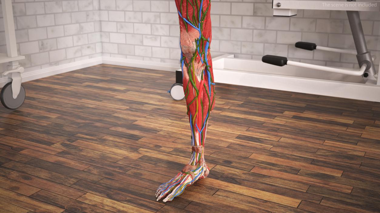 3D Leg Skin and Anatomy Asian Female model