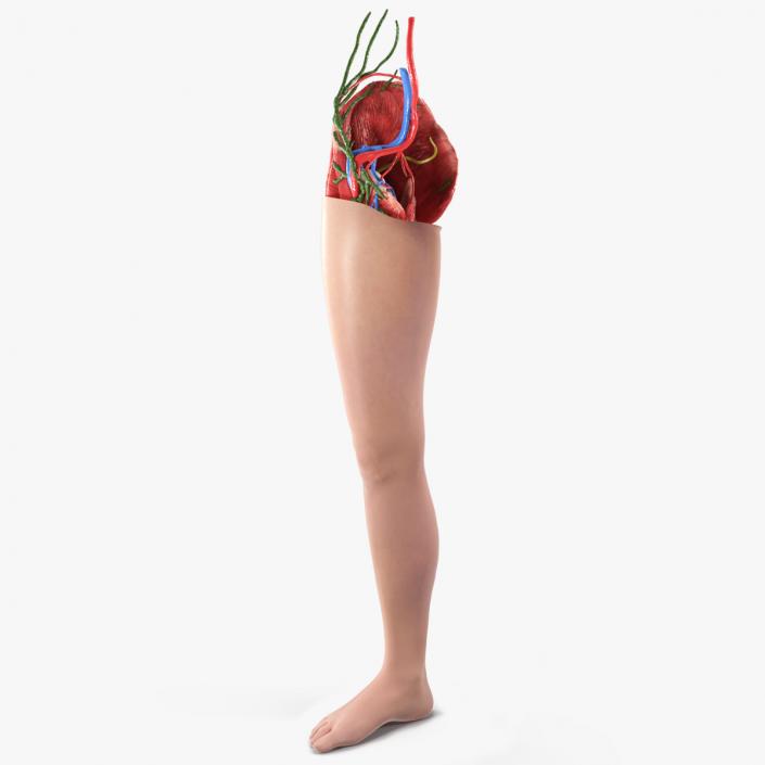 3D Leg Skin and Anatomy Asian Female model